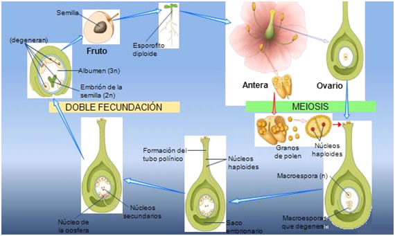 doble fecundación 